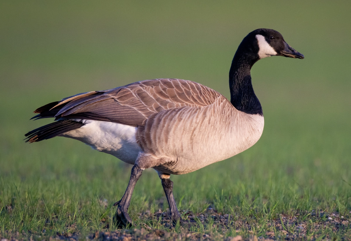goose-poop-removal-service