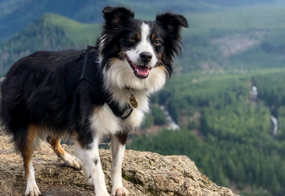 pet-odor-deodorizing-service-dog